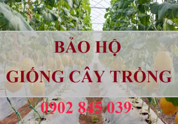 bao ho giong cay trong